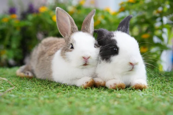 Jovens Dois Coelhos Bonitos Gardent Com Flores Minúsculas Flor Baby — Fotografia de Stock