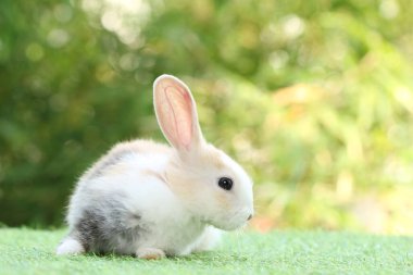 Arka planda doğal bokeh olan yeşil çimenli şirin bir tavşan. Bahçede oynayan sevimli tavşan.