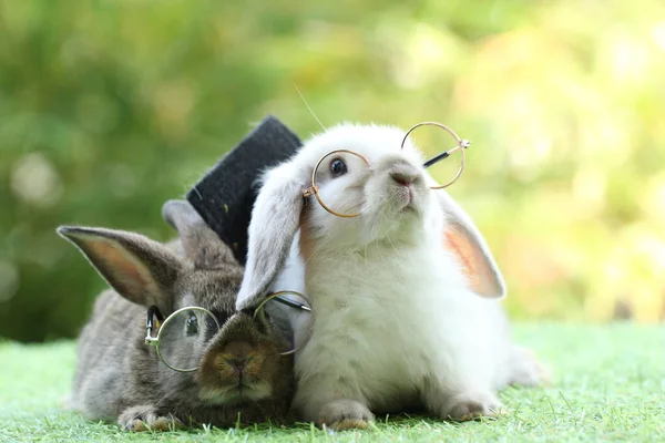 Studenten School Concept Met Schattig Konijntje Met Een Bril Groen — Stockfoto