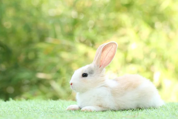 Cute Litte Rabbit Green Grass Natural Bokeh Background Young Adorable — Stock Photo, Image