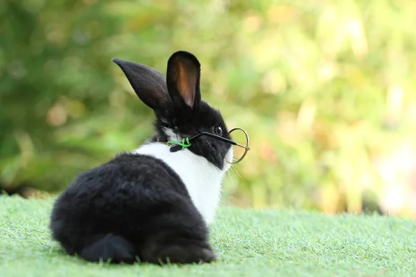 Studente Scuola Concetto Con Simpatico Coniglietto Indossare Occhiali Erba Verde — Foto Stock