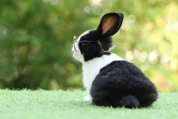 Studenten School Concept Met Schattig Konijntje Met Een Bril Groen — Stockfoto