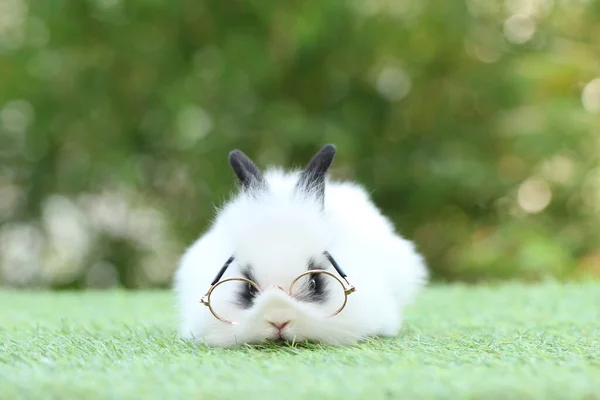 Schattig Klein Konijn Met Een Bril Groen Gras Met Een — Stockfoto