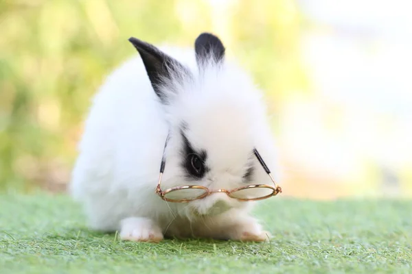 Schattig Klein Konijn Met Een Bril Groen Gras Met Een — Stockfoto