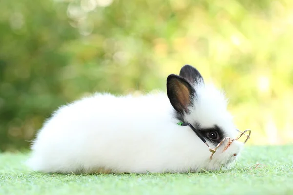 Carino Coniglio Litte Indossare Occhiali Erba Verde Con Bokeh Naturale — Foto Stock