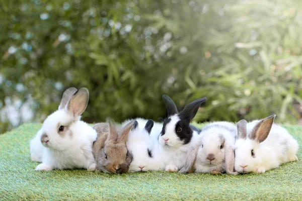 Cute Litte Rabbit Green Grass Natural Bokeh Background Young Adorable — Stock Photo, Image