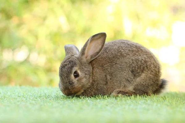 Lapin Litte Mignon Sur Herbe Verte Avec Bokeh Naturel Comme — Photo