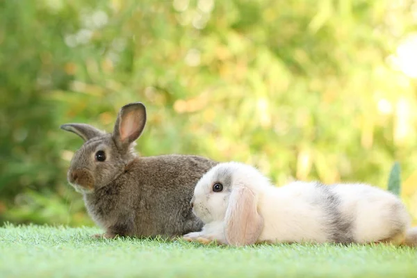 緑の芝生の上で 天然のボケを背景に可愛いウサギ 若いです可愛いですウサギ遊び庭 — ストック写真