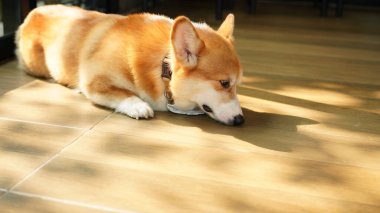 Corgi modern evde. Pembroke Welsh Corgi, Galler 'in Pembrokeshire şehrinden. Galli Corgi veya Cardigan Galli Corgi, kuzey tükürük tipli köpeklerden gelir..