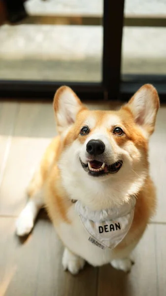 코르기 펨브로크 웨일스 Pembroke Welsh Corgi 웨일스의 페이지커 셔에서 유래되었다 — 스톡 사진