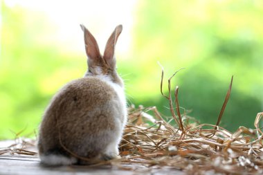 Doğada küçük sevimli tavşanlar ve yiyecek. Yeşil bahçenin çiçek açan güzel tavşanı. Baharda sevimli bir hayvan..