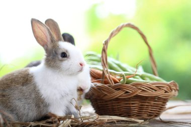 Doğada küçük sevimli tavşanlar ve yiyecek. Yeşil bahçenin çiçek açan güzel tavşanı. Baharda sevimli bir hayvan..