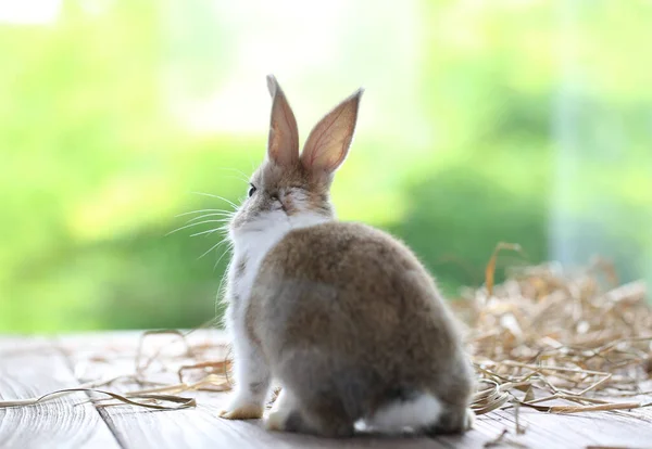Små Söta Kaniner Naturen Med Mat Härlig Kanin Blommande Blomma — Stockfoto