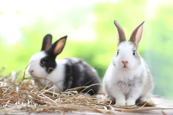 Маленькие Очаровательные Кролики Природе Едой Прекрасный Кролик Цвету Цветка Зеленого — стоковое фото