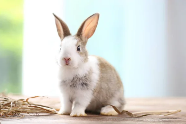Маленькие Очаровательные Кролики Природе Едой Прекрасный Кролик Цвету Цветка Зеленого — стоковое фото