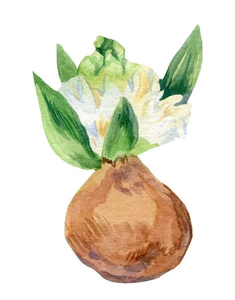 Akvarel Hyacinth Zelenými Listy Bílém Izolovaném Pozadí Návrh Pro Web — Stock fotografie
