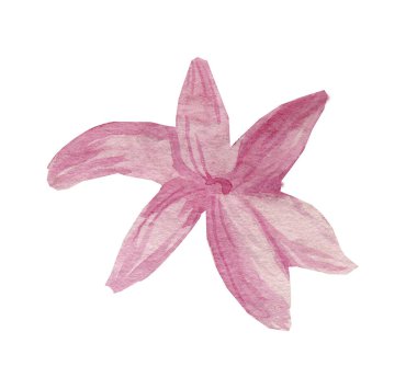 Beyaz izole arkaplanda suluboya sümbül. Bahar botanik el çizimi. Web, kartlar, sosyal medya, ambalaj, etiket, kopyalama alanı, düğün, çıkartma, metin tasarımı.