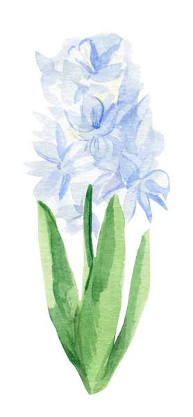 Akvarel Hyacinth Zelenými Listy Bílém Izolovaném Pozadí Návrh Pro Web — Stock fotografie