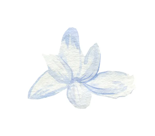 Akvarel Hyacinth Bílém Izolovaném Pozadí Návrh Pro Web Karty Sociální — Stock fotografie