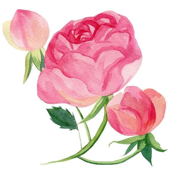 Watercolor Delicate Pink Roses White Isolated Background Botanical Illustration Hand — Stock Photo, Image