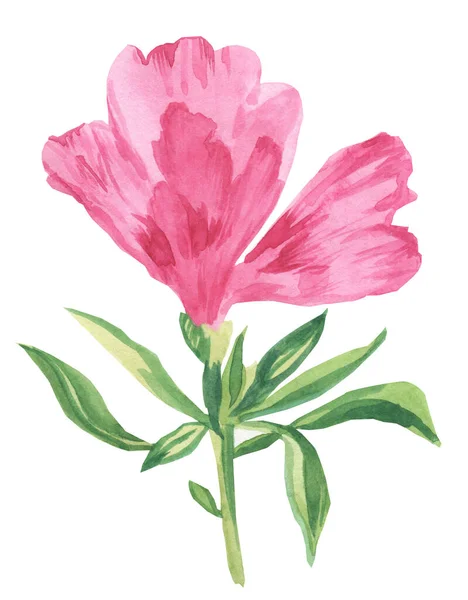 Watercolor Delicate Pink Godetia White Isolated Background Botanical Illustration Hand — Stock Photo, Image