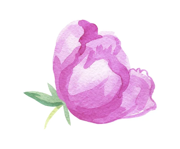 Akvarel Jemná Růžová Pivoňka Bílém Izolovaném Pozadí Botanické Ilustrace Ručně — Stock fotografie