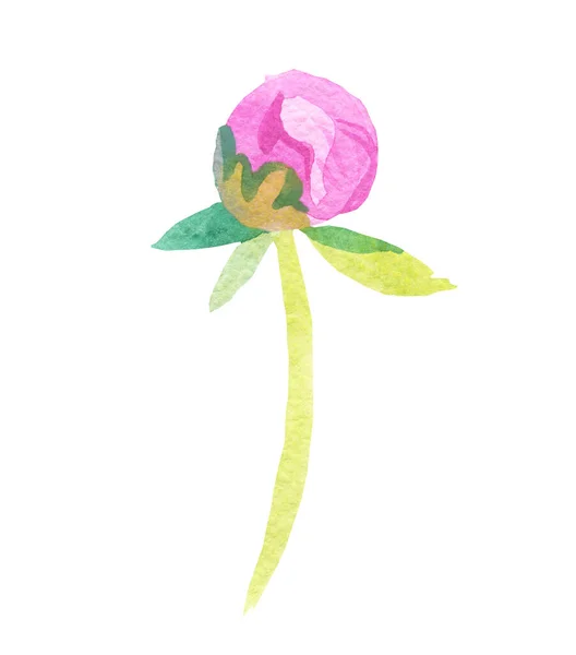 Aquarelle Délicate Pivoine Rose Sur Fond Blanc Isolé Illustration Botanique — Photo