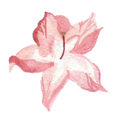 Beyaz izole arka planda suluboya pembe Rhododendron. Elle çizilmiş çiçeklerin botanik çizimi. Düğünler için tasarımlar, sevgililer günü, anneler günü, davetiyeler, sosyal medya, ambalaj..