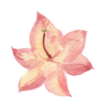 Beyaz izole arka planda suluboya pembe Rhododendron. Elle çizilmiş çiçeklerin botanik çizimi. Düğünler için tasarımlar, sevgililer günü, anneler günü, davetiyeler, sosyal medya, ambalaj..