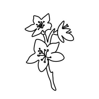 Çin Yeni Yılı için karalama stilinde vektör Asya çiçeği. Siyah çizgili kiraz çiçeği sakurası. Tasarım kartları, sosyal medya, düğünler, çıkartmalar, boyama kitapları..