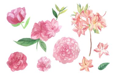 Beyaz yalıtılmış arkaplanda suluboya çiçekler. Rose, Peony, Rhododendron, Camellia 'nın yaprakları elle boyanmış koleksiyonu. Botanik illüstrasyonlarla resim. Paketleme için tasarımlar, posterler..