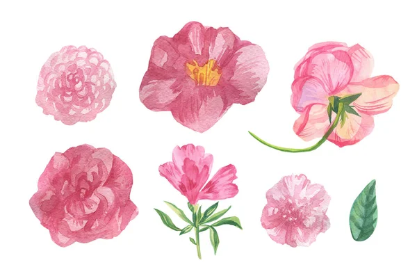 白色隔离背景上粉红色花朵的水彩画 卡美丽花系列 叶手画 植物插画剪贴艺术 包装设计 — 图库照片