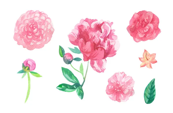 Akvarell Uppsättning Rosa Blommor Vit Isolerad Bakgrund Collection Rose Pion — Stockfoto