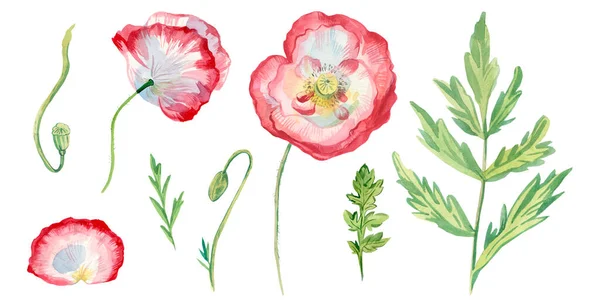 水彩画 红色和白色的罂粟 叶和芽 野花的植物学集合 白色的孤立的手绘背景 社交媒体 卡片的设计 — 图库照片