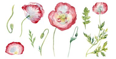 Yapraklı ve beyaz gelincikli suluboya resimler. Beyaz izole edilmiş arka planda yabani çiçeklerin botanik koleksiyonu. Paketler, posterler, sosyal medya, kartlar için tasarımlar..