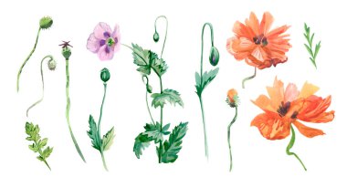 Kırmızılı suluboya resimler, yapraklı menekşe gelincikler. Beyaz izole edilmiş arka planda yabani çiçeklerin botanik koleksiyonu. Paketler, posterler, sosyal medya, kartlar için tasarımlar..