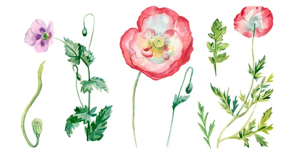 水彩画 红色和白色的罂粟 叶和芽 野花的植物学集合 白色的孤立的手绘背景 社交媒体 卡片的设计 — 图库照片