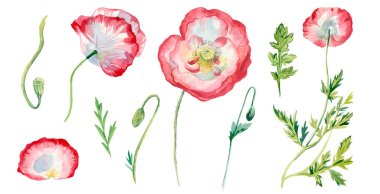 Yapraklı ve beyaz gelincikli suluboya resimler. Beyaz izole edilmiş arka planda yabani çiçeklerin botanik koleksiyonu. Paketler, posterler, sosyal medya, kartlar için tasarımlar..