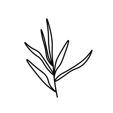 Siyah çizgili vektör minimalist yaprak sazlığı. Bir sonbahar sade el çizimi karalama tarzında beyaz izole arkaplan. Paketleme, web, sosyal medya, posterler, kartpostallar için tasarım.