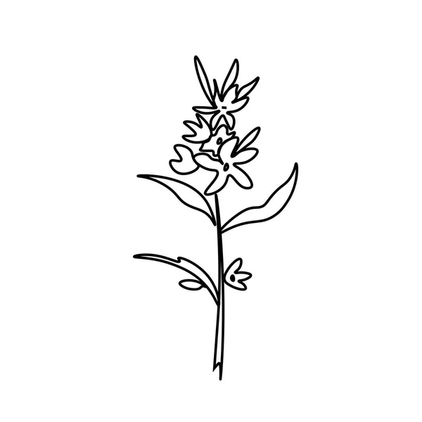 Une Fleur Vectorielle Simple Avec Une Ligne Noire Illustration Botanique — Image vectorielle