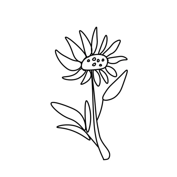 Simple Vector Girasol Ilustración Botánica Otoñal Con Líneas Negras Sobre — Archivo Imágenes Vectoriales