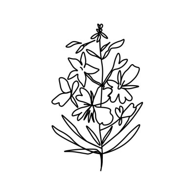 Siyah çizgili basit bir vektör çizelgesi. İzole edilmiş arkaplana botanik el çizimi. Klasik karalama tarzı resim. Paketleme, sosyal medya, davetiye, tebrik kartı tasarımı..