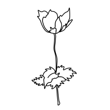 Siyah çizgili basit bir vektör gelinciği. İzole edilmiş arka plana botanik el çizimi. Klasik karalama tarzı resim. Paketleme, sosyal medya, davetiye, tebrik kartı tasarımı..