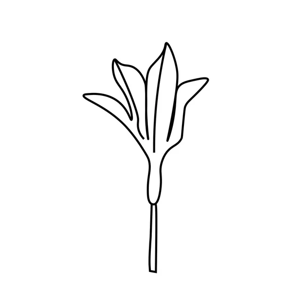 Lys Vectoriel Simple Avec Une Ligne Noire Illustration Botanique Dessinée — Image vectorielle
