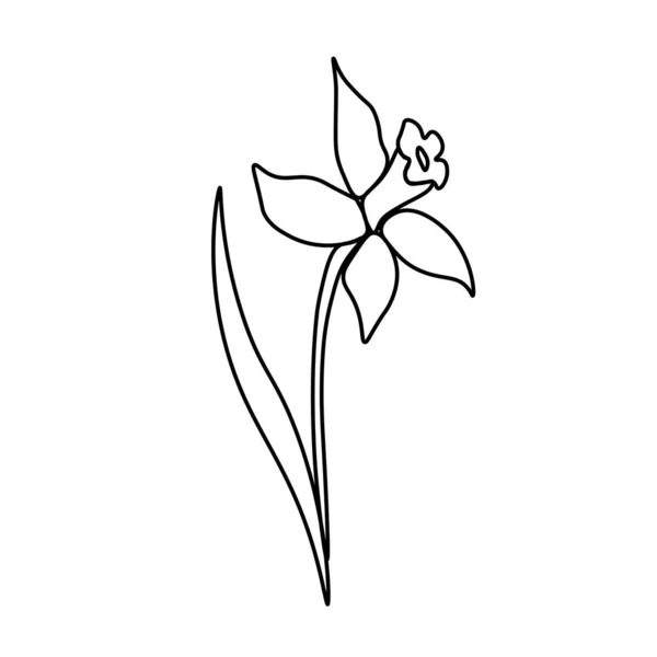 一个带有黑色线条的简单矢量水仙花 植物学手在孤立的背景上画插图 老式涂鸦风格的图画 社交媒体 邀请函 贺卡的设计 — 图库矢量图片