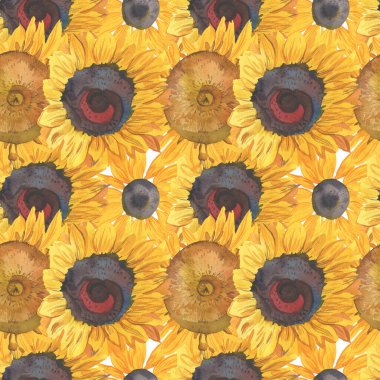 Güneş çiçekleri ile suluboya desensiz sonbahar deseni. Beyaz yalıtılmış arka plan el boyalı botanik baskısı. Tekstil, duvar kağıdı, ambalaj, düğün davetiyeleri, yapıştırma defteri, ambalaj kağıdı..