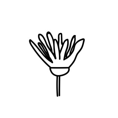 Bir Vector Botanik İllüstrasyon Papatya çayı. Beyaz arka planda siyah çizgi var. Çiçekli, yaz el karalama tarzı resim çizdi. Paketleme, sosyal medya, web, kartlar, posterler, davetiyeler için tasarımlar.