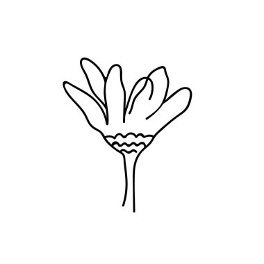 Bir Vector Botanik İllüstrasyon Papatya çayı. Beyaz arka planda siyah çizgi var. Çiçekli, yaz el karalama tarzı resim çizdi. Paketleme, sosyal medya, web, kartlar, posterler, davetiyeler için tasarımlar.