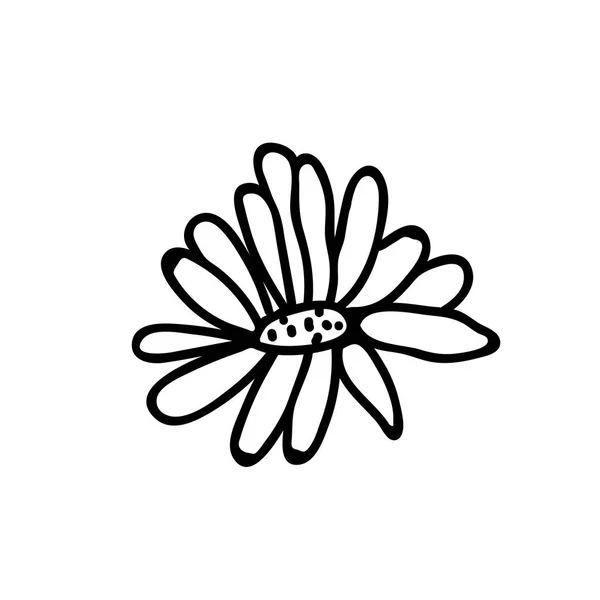 Jeden Vektorový Botanický Ilustrační Heřmánek Černou Čárou Bílém Pozadí Květinové — Stockový vektor