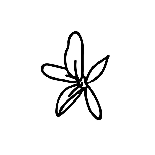 One Vector Botanical Illustration Camomille Avec Ligne Noire Sur Fond — Image vectorielle